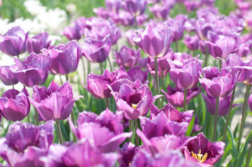 Obraz na płótnie Canvas lilac terry blooming tulips on a sunny day