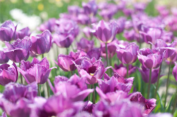 Fototapeta na wymiar lilac terry blooming tulips on a sunny day