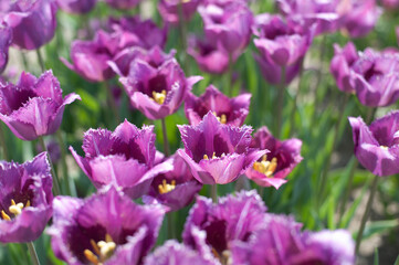 Naklejka premium lilac terry blooming tulips on a sunny day