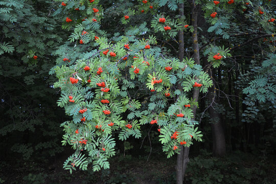 Rowan tree with bunches of fruits on the forest edge. Summer photography. Mural paper.
