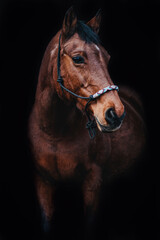 brown horse black background