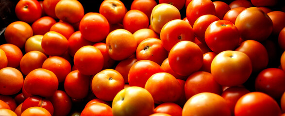 Ripe picked Tomatoes 