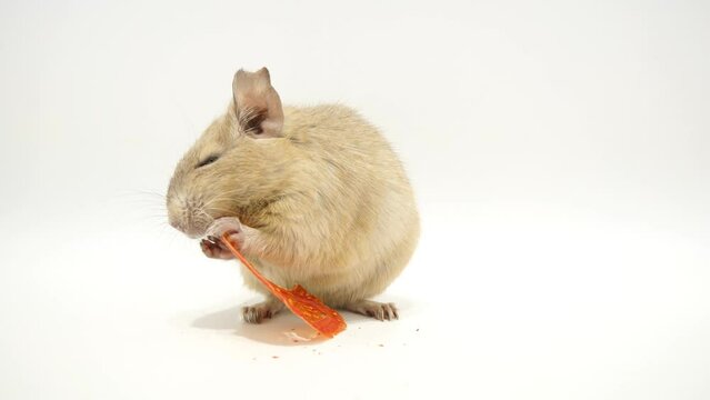 ドライトマトを食べるデグー