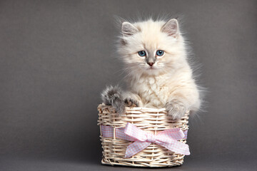 A beautiful kitten with blue eyes sits in a basket. With place for text.