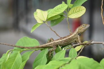 Lizard Standing on A Plant's Branch
