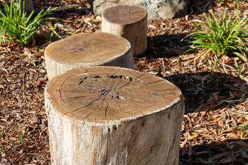 cut timber stump stepping stones in landscaped gardens
