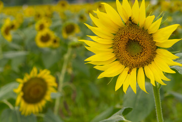 Sunflower field, large sunflowers and bees