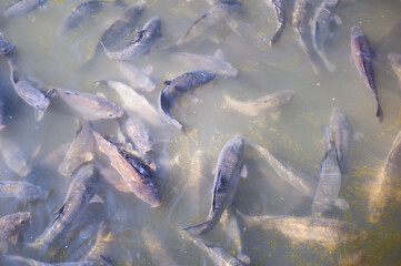 lots of wild fish in the pond