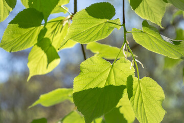 Linden leaves on a branch illuminated by sunlight against a blurred forest and sky.