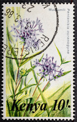 Kenya - circa 1985: a stamp printed in Kenya shows Pentanisia ouranogyne, is a species of flowering plant, circa 1985