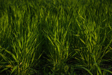Beautiful green wheat farm. Food issue concept.