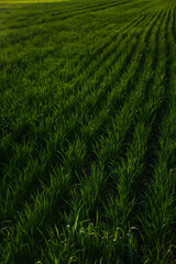 Beautiful green wheat farm. Food issue concept.