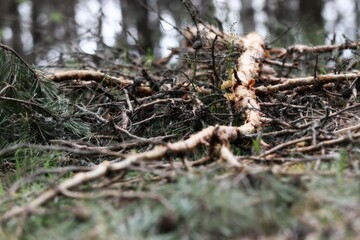 moss in the forest,forest landscape, broken pine branch, after a storm in a pine forest