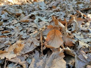 leaf on the ground
