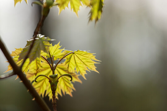 yellow maple leaves,spring flowering maple tree leaves in the sun