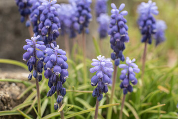 extreme close-up of blue grape hyacinth flowers