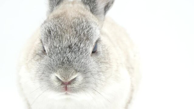 若いウサギの顔のアップ