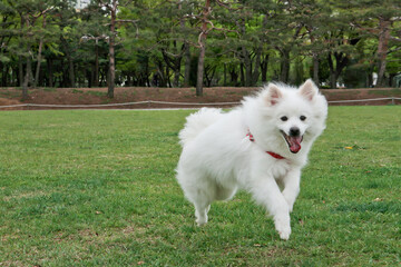 Puppy running happily in the park