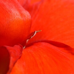 Close up of the inside of a red Canna Lily blossom