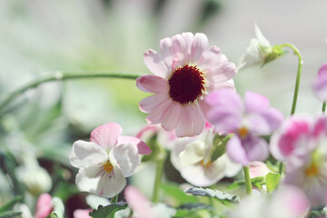 pink daisy flowers in the garden