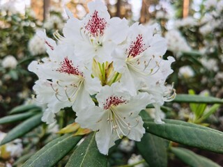 tree blossom White and pink rhododendron 