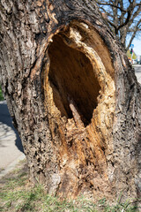 Hollow in a large tree near the street. Sunny day