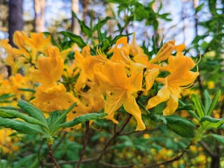 Yellow rhododendron bush 