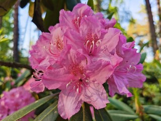 pink rhododendron bush