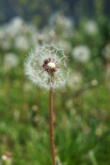 dandelion close-up on a background of green grass.
printing for a magazine, book, tablecloth, gift paper, textiles, household goods, beauty sphere, children's clothing.