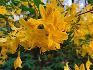 Fototapeta na wymiar yellow rhododendron 