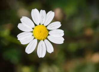 Fototapeta premium beautiful chamomile close-up on a background of greenery. printing for a magazine, book, tablecloth, gift paper, textiles, household goods, children's clothing.