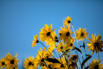 Kleine Sonnenblumen vor einem Himmel strahlend blau klare Fraben