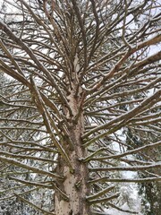 Is it a hedgehog or is it a pine? 