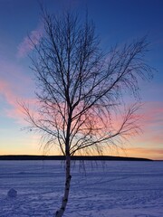 tree in the  sunset