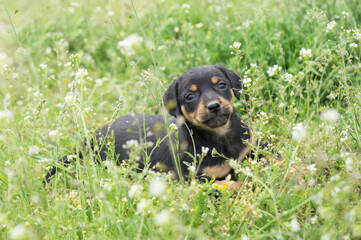 A small puppy looks at the camera and sits on the green grass. For an article about dogs, veterinary clinic. printing on a calendar, notepad, textiles.
