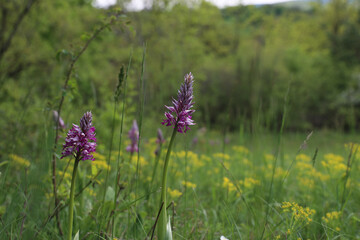 Orchis Militaris is a purple orchid in a meadow.