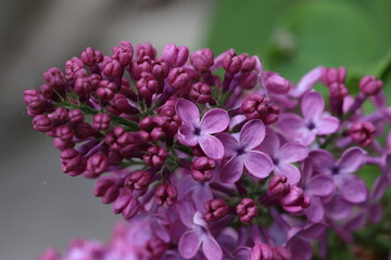 Fototapeta premium Branch of lilac flowers with the leaves