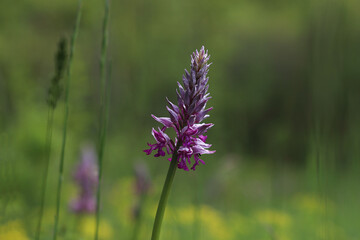 Orchis Militaris is a purple orchid in a meadow.