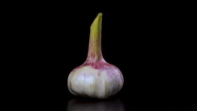 Head of a young garlic rotates on a black background, close-up.