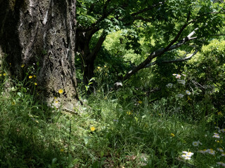 新緑の公園を散策