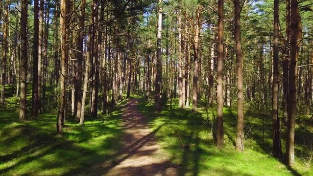 Wild pine forest with green moss under the trees, slow aerial shot moving low between trees on a sunny and calm spring day, pathway, wide angle drone view moving forward