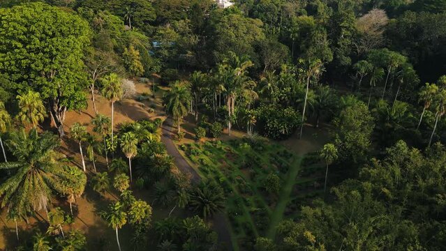 Tall green palm trees lit in the sunlight among the well-maintained Royal Botanical gardens with many plants and trees of Peradeniya in Kandy in Sri Lanka. High angle drone panning shot