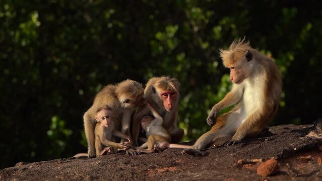 Ceylon crowned monkey is scratching his right leg while next to him two baby monkeys frolic among the other monkeys in the sunlight on the red Pidurangala rock in Sri Lanka. Close up 50 fps shot