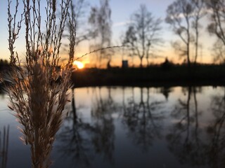 Reed