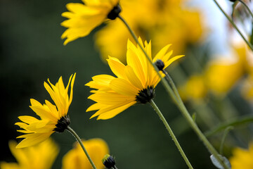 Kleine Sonnenblumen von unten im Sonnenlicht mit strahlenden Farben und Hintergrundunschärfe Bokeh