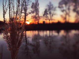 Reed Aesthetic 