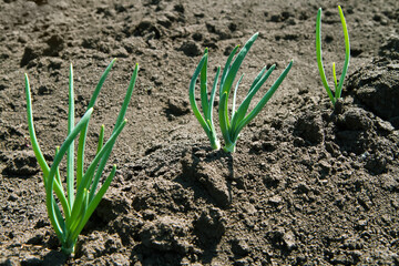 Young green onions in the field.