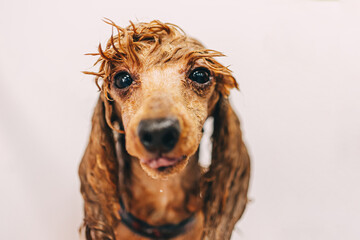 Obraz premium Washing the dog with shampoo in the bathroom.