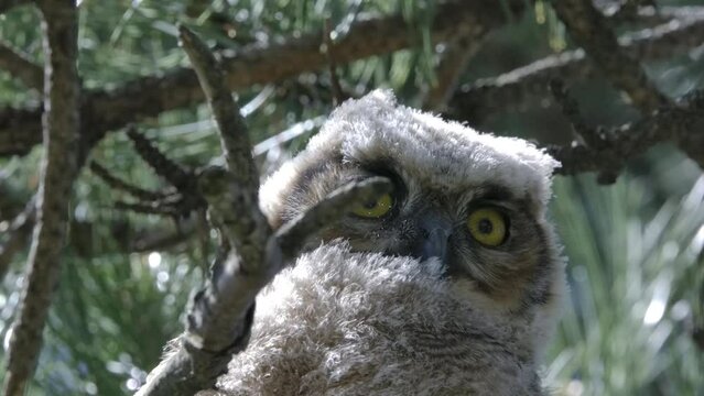 Great Horned Owlet of America
