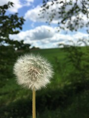 Naklejka premium Dandelion